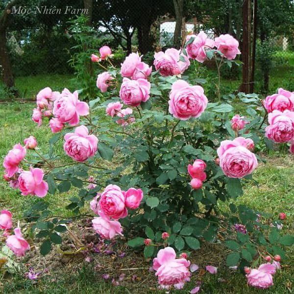 Hoa hồng Huntington khi nở rộ có thể làm trái tim chúng ta gục ngã vì vẻ đẹp quá đỗi mê hoặc.