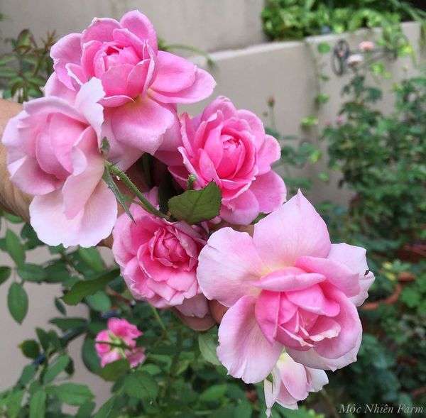 Sắc hồng của hoa có sự biến đổi theo chu kỳ nở.