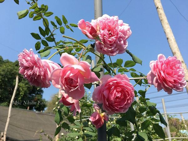 Lá của cây hồng Huntington hơi cong ngược và có hình dáng thuôn dài.