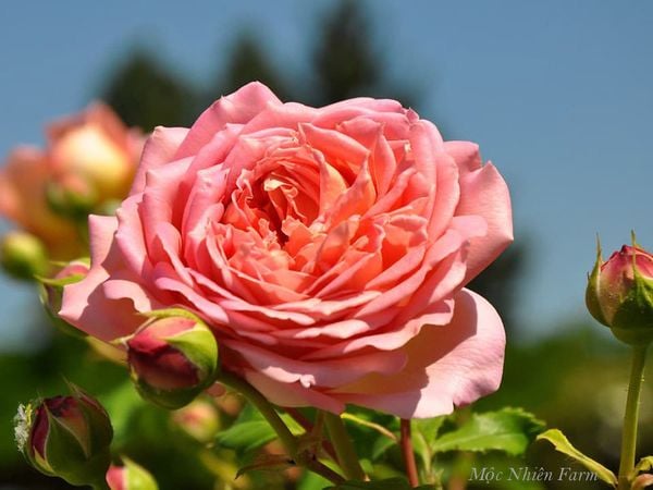 Hoa hồng loang màu dưới nắng trông như ảo ảnh.