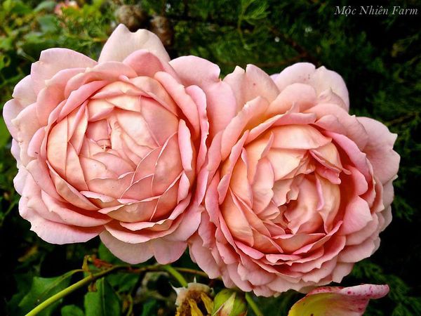 Giá thể đúng và phù hợp là 1 yếu tố cực kỳ quan trọng để hoa hồng Jubilee Celebration cho những bông hoa hoàn hảo.