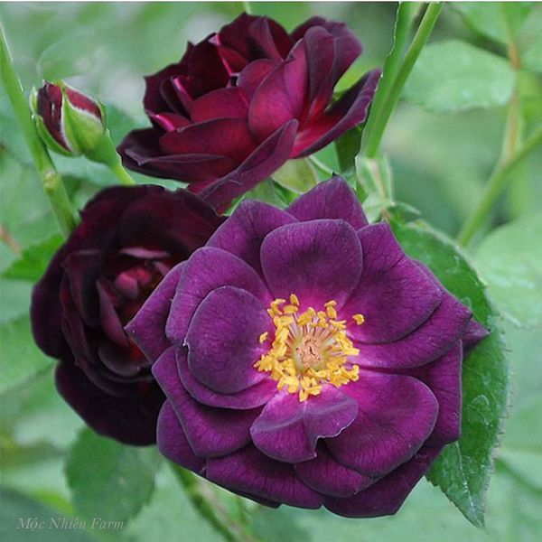 Hình dáng lạ mắt và màu sắc độc đáo của hoa hồng Midnight Blue.