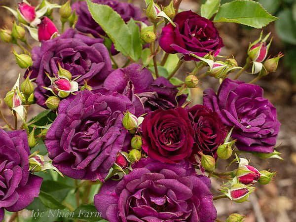 Hoa hồng ngoại Midnight Blue khỏe mạnh và có tính kháng bệnh cao.