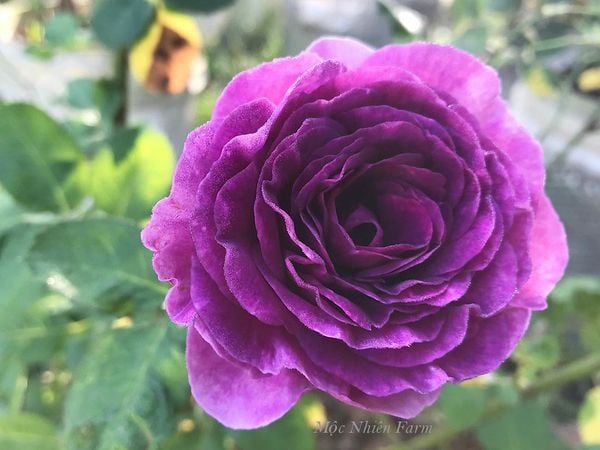 Màu sắc đặc biệt của hoa hồng Minerva