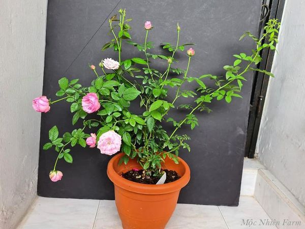 Hoa hồng Miyako không chỉ đẹp còn tỏa hương thơm nức.