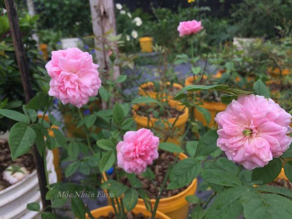 Những đóa hoa hồng Miyako đậm màu vì được sử dụng giá thể chất lượng.