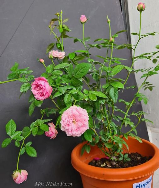 Hoa hồng Miyako với sắc hồng ngọt ngào luôn chiếm được cảm tình của người yêu hoa.