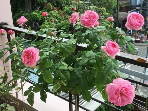 Hình dáng nhỏ xinh của cây hồng Miyako làm cho chúng thật phù hợp với nhiều khu vực, đặc biệt là ban công, những góc sân và xen kẽ giữa các cây khác.