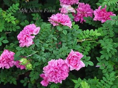 Hoa hồng R. roxburghii Plena trông rất khác biệt so với các loại hồng khác.