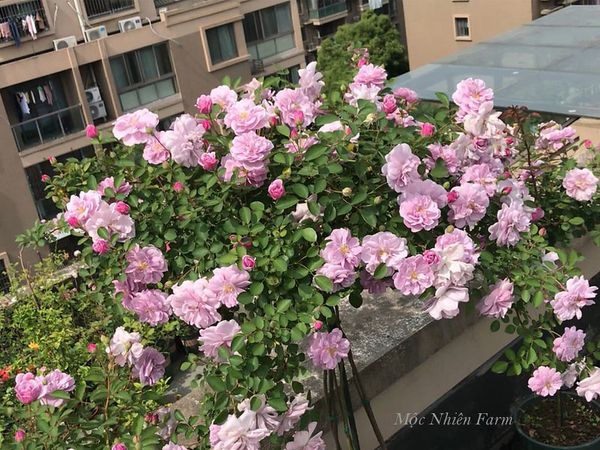 Rainy Blue là 1 trong những giống hoa hồng có khả năng kháng bệnh cao.
