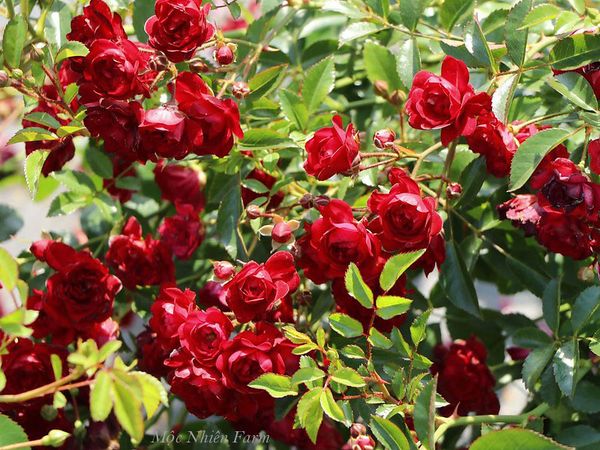 Hoa hồng Red Fairy cần nhiều ánh sáng trực tiếp và không gian thoáng.