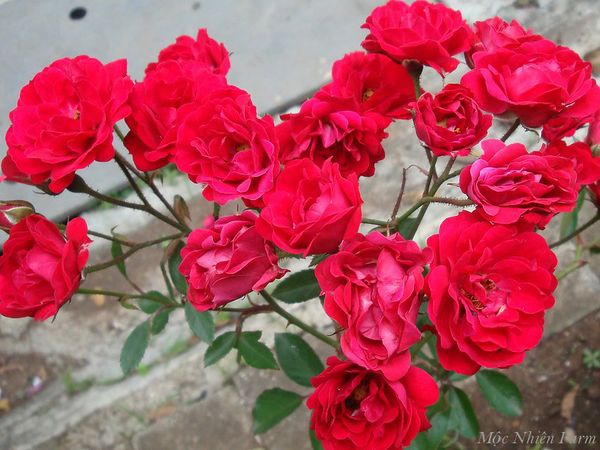 Những bông hoa hồng Red Fairy nhỏ xíu như đồng xu.
