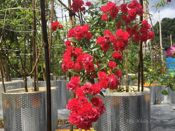 Những cây hoa hồng Red Fairy khỏe mạnh tại Mộc Nhiên Farm.