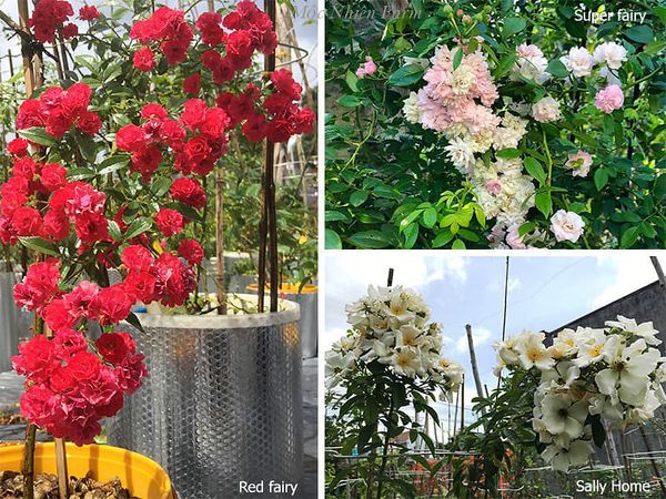 Những cây hồng rambling thân mảnh, lá nhỏ và hoa nhỏ tại Mộc Nhiên Farm.