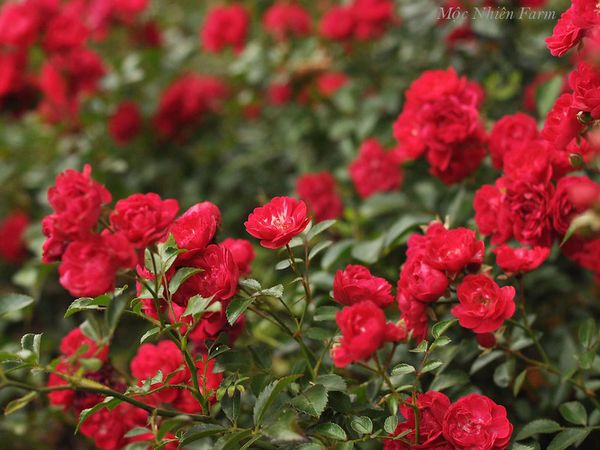 Hoa hồng Red Fairy nhỏ nhưng điểm đặc biệt là vô cùng sai hoa và rủ xuống duyên dáng.