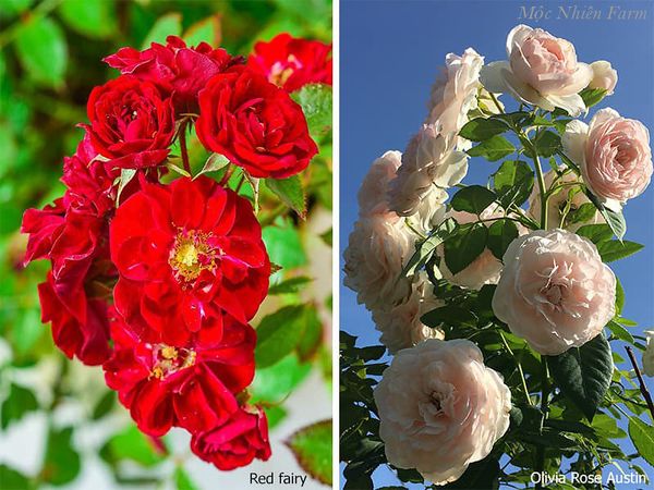 Red Fairy là giống hồng rambling nên hoa sẽ nhỏ hơn so với các giống hồng khác.