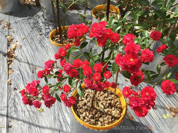 Hoa hồng Red Fairy được trồng bởi giá thể chất lượng.
