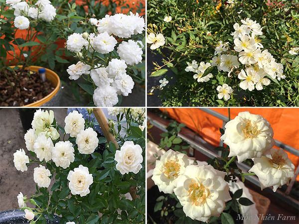 Các giống hoa hồng màu trắng hiện có tại Farm.