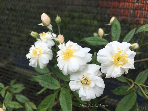 Hoa hồng Snow Goose nhỏ bé và thường ra chùm lớn.