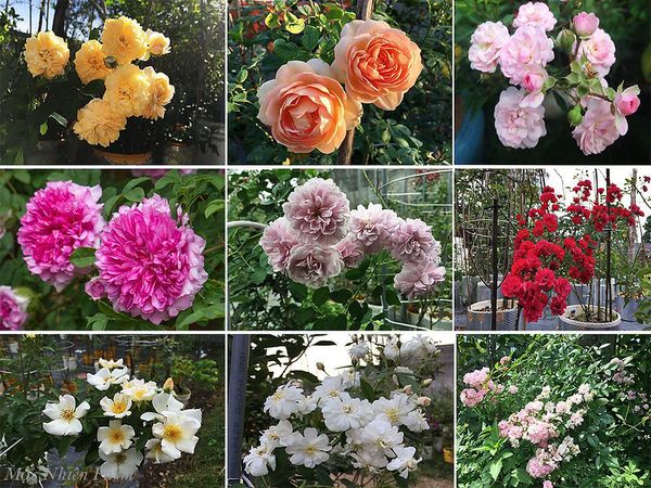 Một số giống hồng rambling đang có tại Mộc Nhiên Farm.