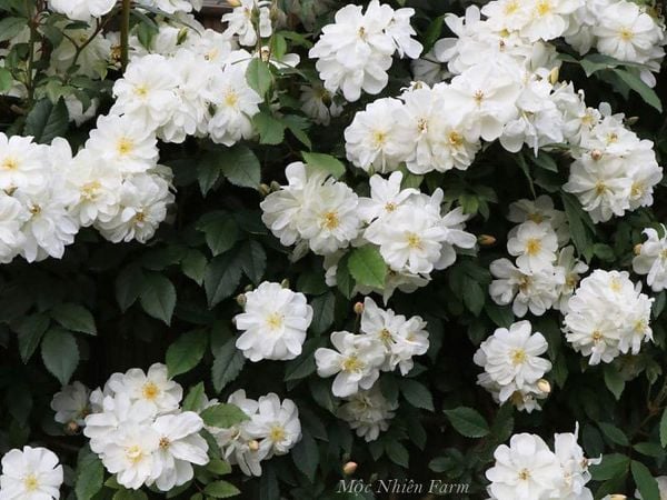 Muôn vàn bông hoa hồng Snow Goose bé xinh kết lại thành chùm.
