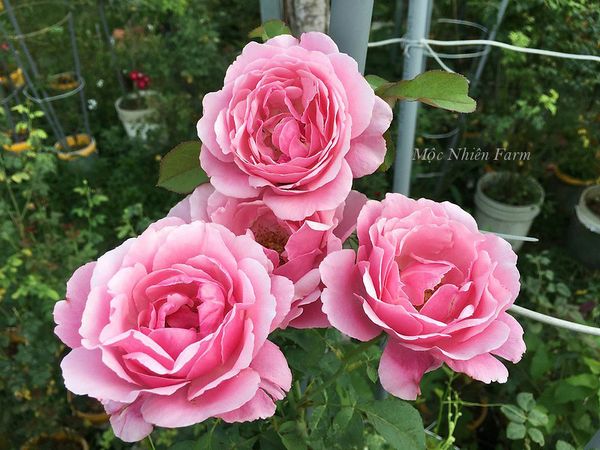 Những bông hoa hồng Soeur Emmanuelle xinh đẹp này là kết quả của 1 quy trình chăm sóc khá dễ dàng so với nhiều loại hồng khác.