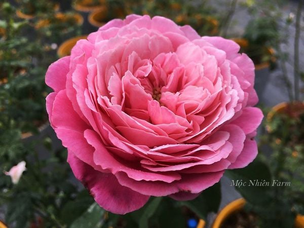 Sắc màu ngọt ngào của hoa hồng Soeur Emmanuelle.