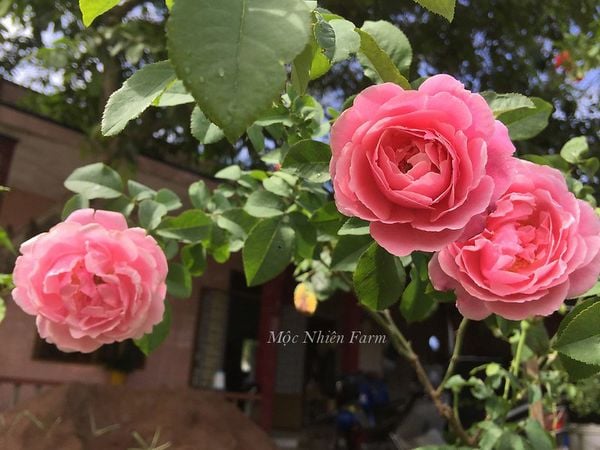 Hoa hồng Soeur Emmanuelle.