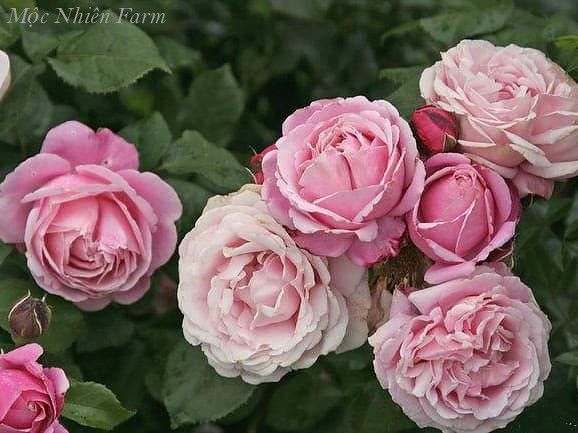 Hoa hồng Soeur Emmanuelle ở các giai đoạn khác nhau trên cùng 1 cây.