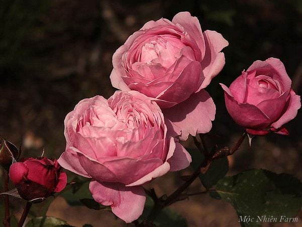 Hoa hồng Soeur Emmanuelle