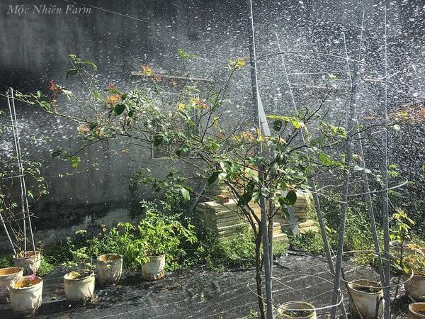 Phun nước áp lực mạnh sẽ giúp cây hoa hồng Soeur Emmanuelle sạch, khỏe và phòng được nhiều loại bệnh.