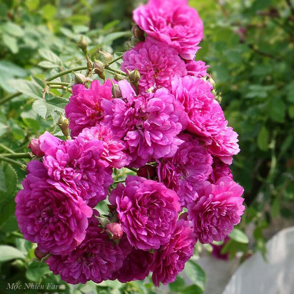 Hoa hồng Sweet Chariot rất khỏe mạnh nên có tính kháng bệnh cao.
