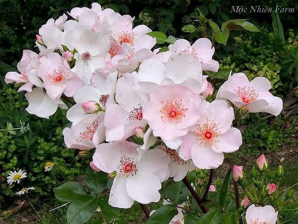 Thường xuyên ra hoa chùm là 1 đặc điểm nổi bật của hoa hồng Sweet Pretty.