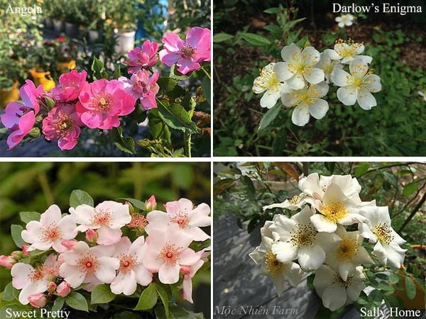 Một số loại hoa hồng cánh đơn xinh đẹp ở Mộc Nhiên Farm.