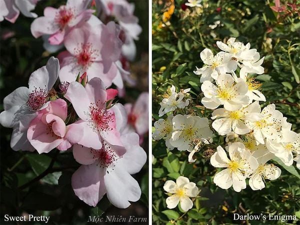 Cùng với Darlow's Egnima, hoa hồng Sweet Pretty tạo thành cặp đôi vàng - hồng như mai - đào của Việt Nam.