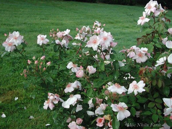 Cắt tỉa là 1 cách kích thích cây hồng Sweet Pretty ra mầm mới.