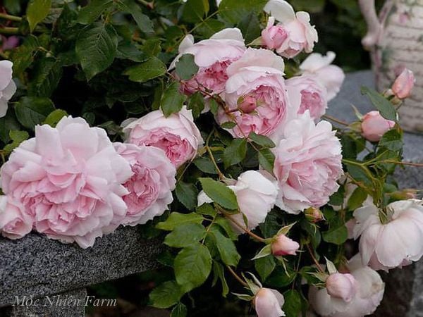Hoa hồng the Wedgwood và màu sắc mơ màng.