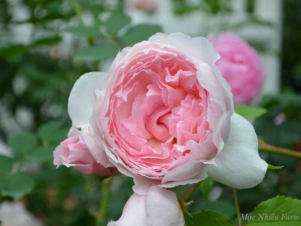 Màu sắc mơ màng của hoa hồng The Wedgwood từ khi cúp cánh cho đến lúc nở tròn.
