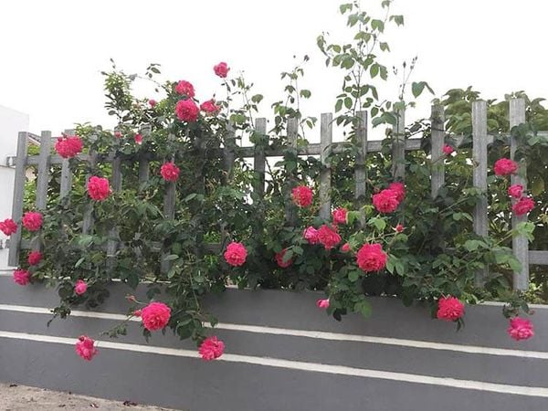 Hoa hồng tường vy phát triển mạnh nên cần có giàn đỡ hoặc nơi để dựa vào.