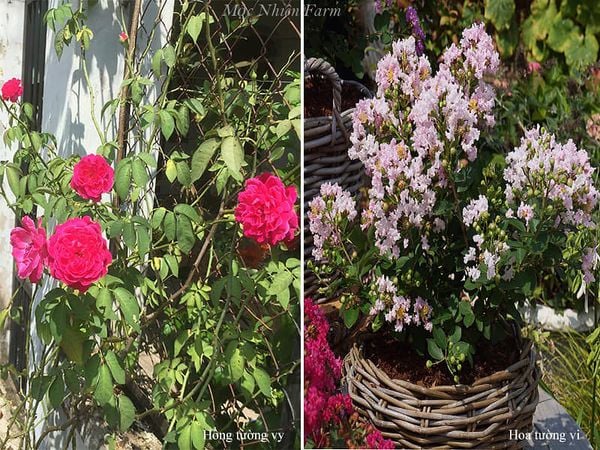 Phân biệt cây hoa tường vi và hoa hồng tường vy.