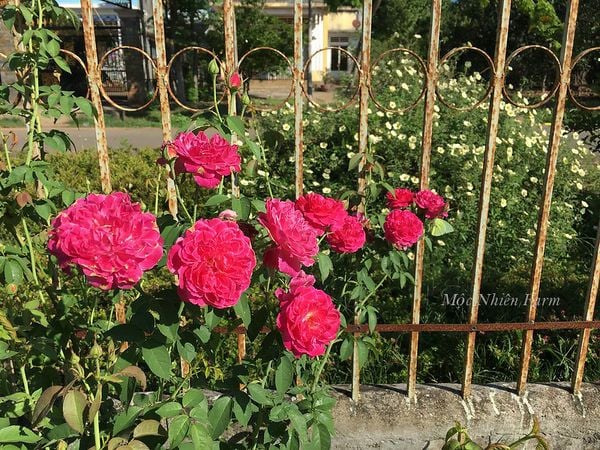 Hoa hồng tường vy mang rất nhiều ưu điểm tuyệt vời.