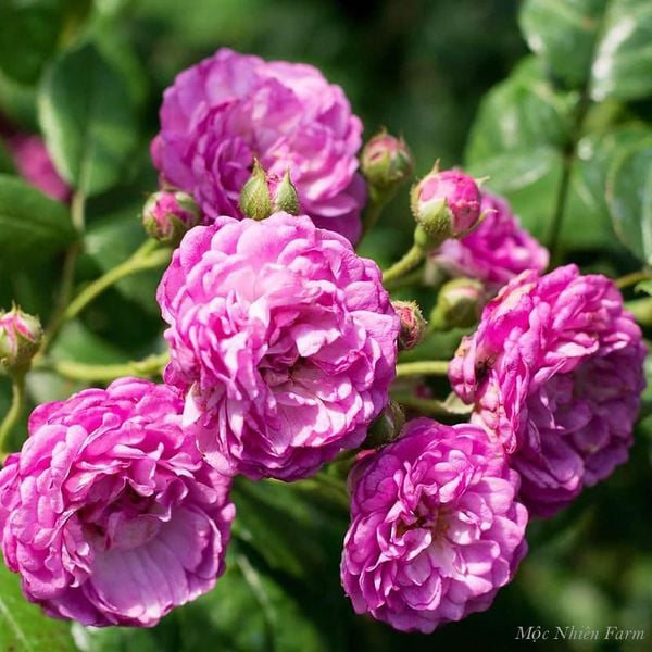 Hoa hồng Vineyard Song có kích thước rất nhỏ, thường nở thành từng chùm.