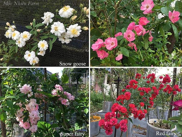 Các giống hoa hồng nhỏ tại vườn Mộc Nhiên.