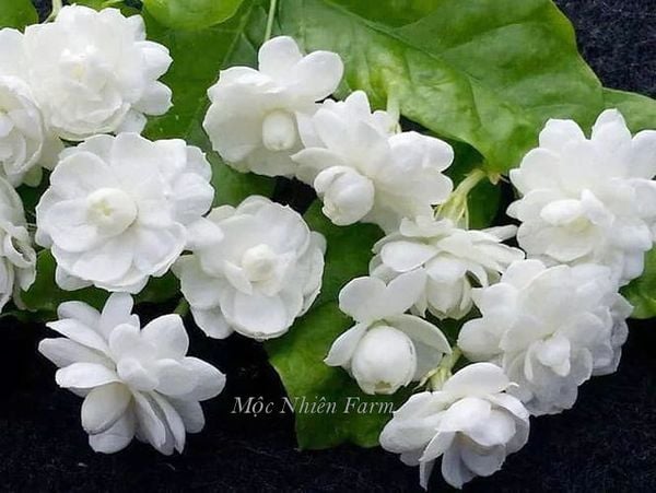 Hoa lài màu trắng thơm nức