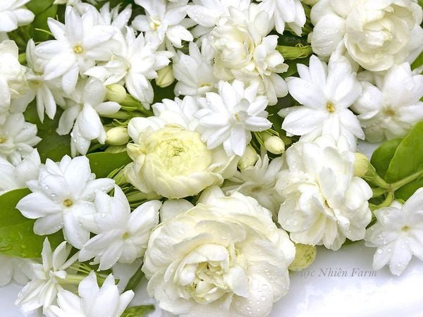 Những đóa hoa trắng biểu tượng cho sự thuần khiết và linh thiêng.