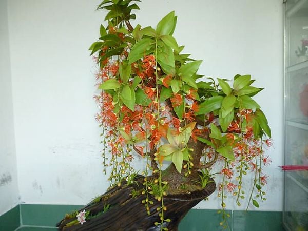 Lộc vừng hoa đỏ bonsai.