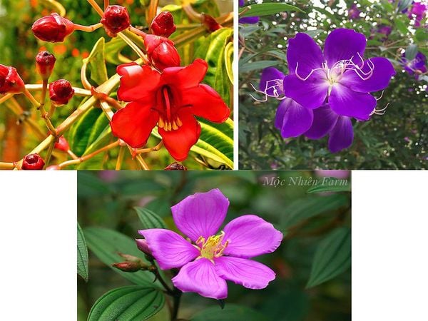3 màu hoa phổ biến nhất tại Việt Nam.