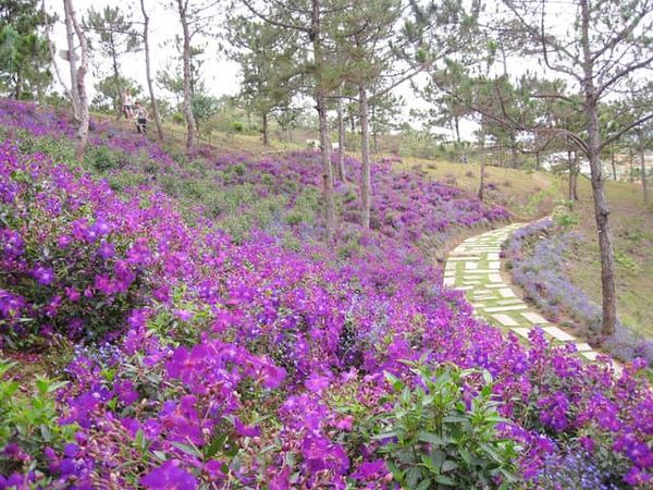 Những thảm hoa tím bát ngát được trồng cả nơi hoang dã cũng như ở khu du lịch.