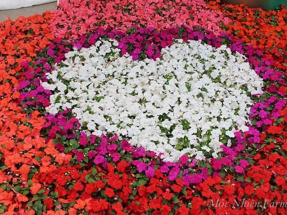 Trang trí lễ hội với hoa ngọc thảo nhiều màu sắc.