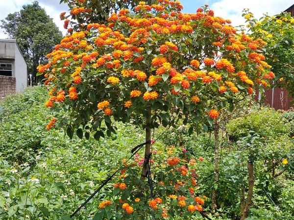 Cây ngũ sắc dáng tree